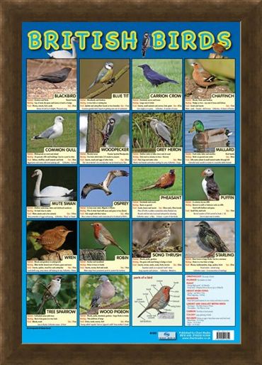 Framed Framed British Birds - Native British Birds